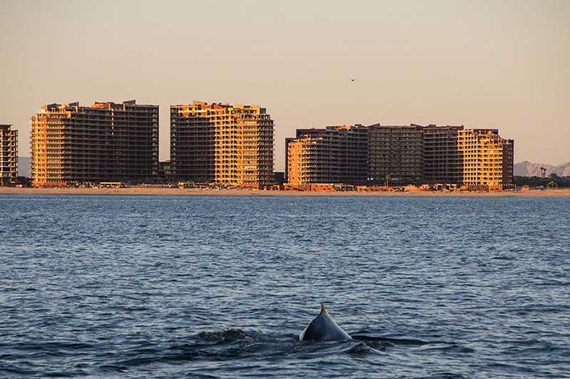 Avisamiento de ballenas en Puerto Peñasco, Sonora (Foto: Rocky Point 360)