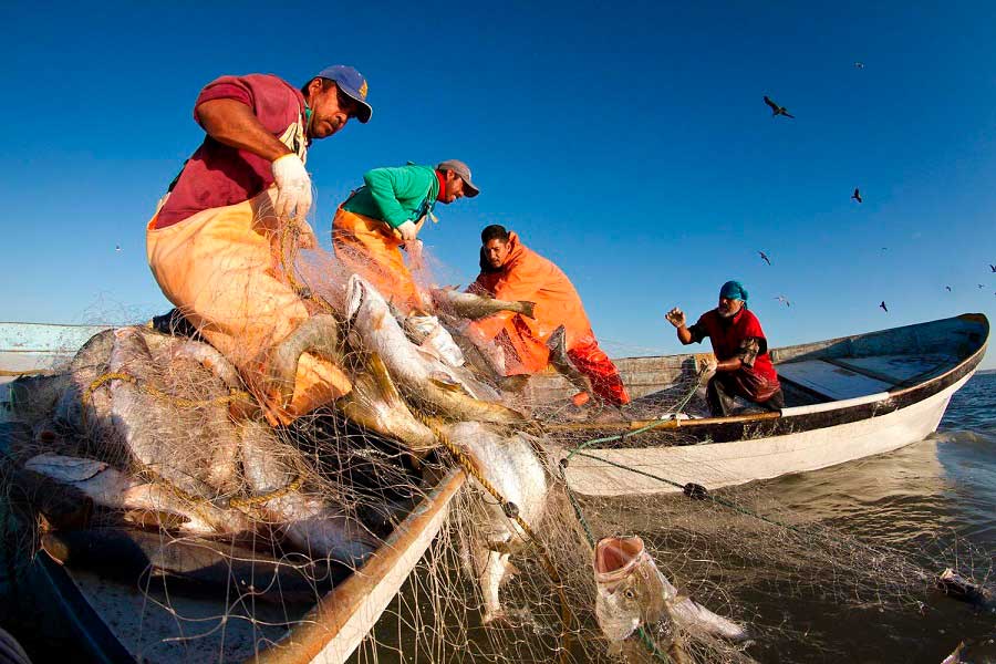 Pescadores de Sonora