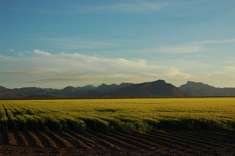 Campos agrícolas en Sonora