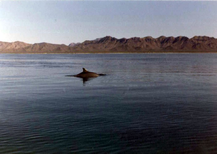 Avistamiento de tiburones en la Isla del Tiburón, Sonora