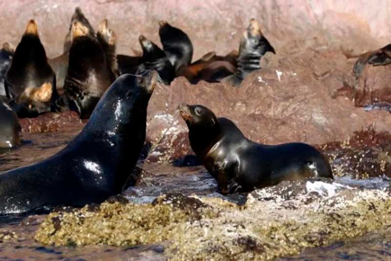 Lobos marinos Bahía de Kino