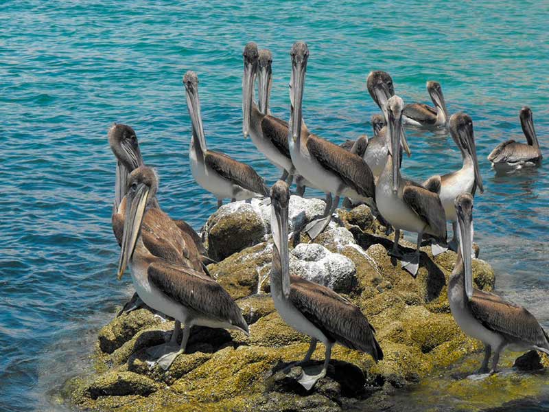 Pelícanos en Sonora