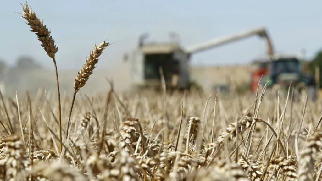 Producción de trigo