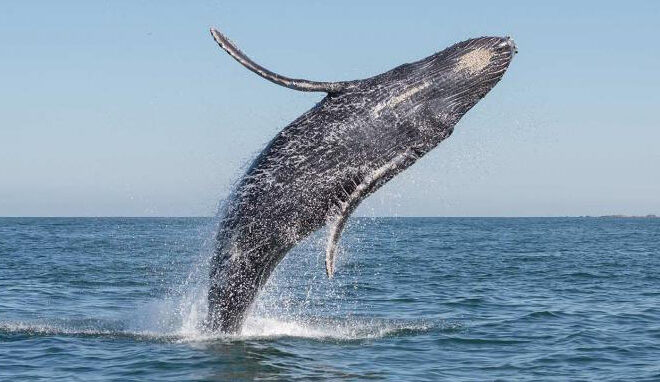 Ballena gris México
