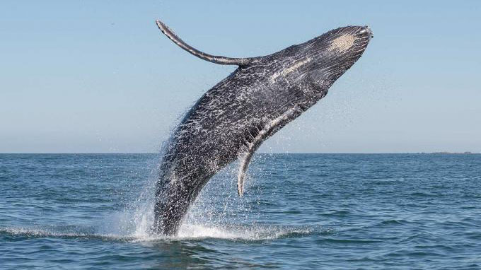Ballena gris México